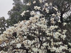 -泰山风景名胜区-普照寺