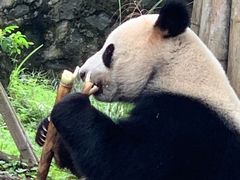 -都江堰中华大熊猫苑