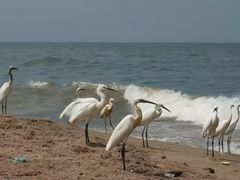 -尼甘布海鲜市场