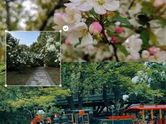 -上海共青森林公园