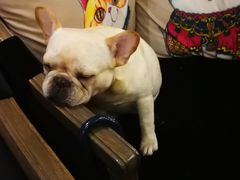 -more than meow吴止猫主题餐厅(承德 中船汇店)