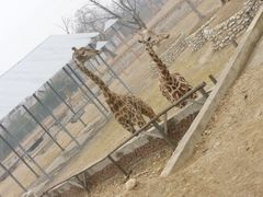 景点-西安秦岭野生动物园