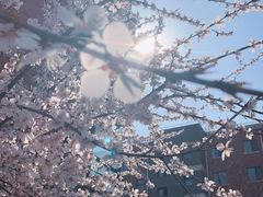 -丁香湖公园