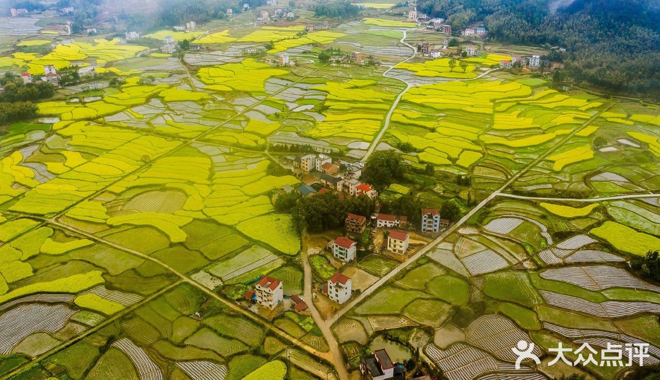春意在田间地头慢慢铺开，万亩油菜花成片绽放