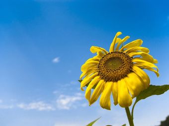 维纳斯鲜花(济南历城1店)