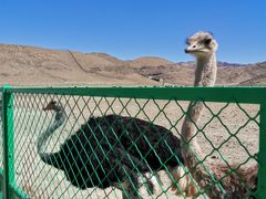 -新疆天山野生动物园