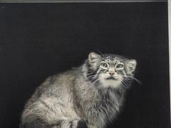 -青藏高原野生动物园