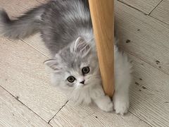 -欣宠猫屋·矮脚拿破仑·蓝金金渐层