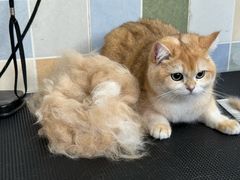 -全心全意连锁动物医院·特色中医诊疗(会城门分院)