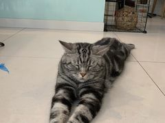 -平行世界·猫咖(首经贸店)
