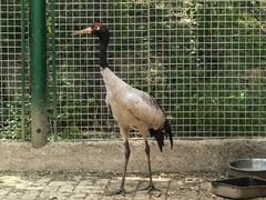 -青藏高原野生动物园