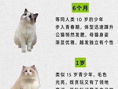 -翊宠yipet猫狗购宠庄园犬舍•猫舍