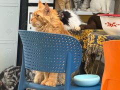 -平行世界·猫咖(首经贸店)
