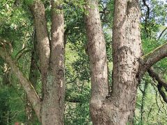 -石台牯牛降景区