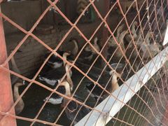 -鱼窝棚柴火铁锅炖(富山屯店)