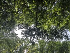 -日照海滨国家森林公园