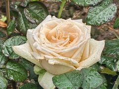 -人民公园(罗湖区)