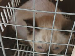 -艾吉宠物医院·疑难杂症转诊中心·猫友好(碧江路院)