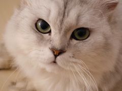 -喜多萌中农锦绣动物医院24H·猫科·牙科MRI·CT