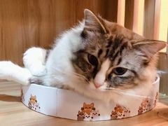 -白兔子密室(长寿路店)