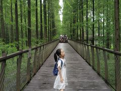 -黄海国家森林公园