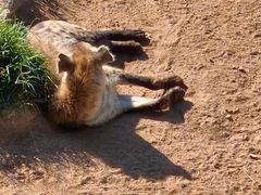 -西霞口神雕山野生动物世界