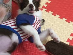 -翊宠yipet猫狗购宠庄园犬舍•猫舍