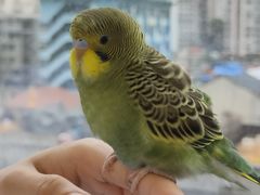 -怪兽屋·羊驼·猫咖·狗咖(俊华广场店)