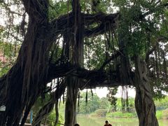 -小洲村