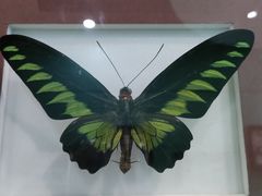 -上海昆虫博物馆