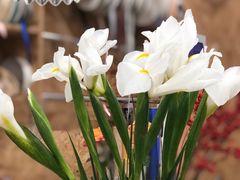 -Flower in(密渡桥店)