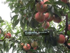 -南汇水蜜桃采摘(大团店)