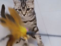 -三花喵·撸猫购宠·宠物生活馆(虹桥南丰城店)