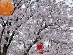 -绵阳盛世樱花悠乐谷