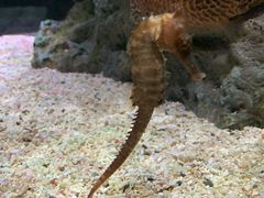 -暹罗海洋世界