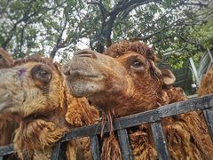 -泉州海丝野生动物世界