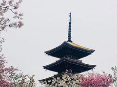 -武汉大学-樱园