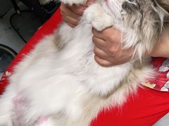 -宠福鑫康馨动物医院·骨科·眼科