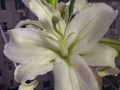 -红宝石·鲜奶小方·海派西点房(控江店)