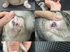 -悠尼宠物·独立低压伊珊娜洗护·美容·寄养(兰谷路店)