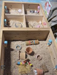 -酷嗒动物文化乐园(cutezoo西溪乐天城店)