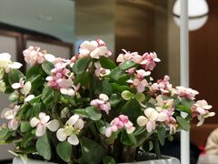 -奈雪的茶(新天地广场PRO店)
