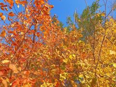 -大兴滨河森林公园