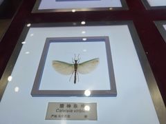 -上海昆虫博物馆