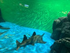 -上海海洋水族馆