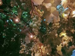 -ZING鲸鱼啤酒(葡萄院店)