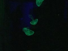 -暹罗海洋世界