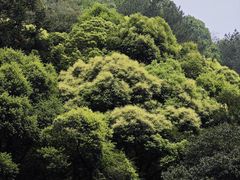 -黄山翡翠谷景区