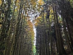 -山王坪喀斯特国家生态公园