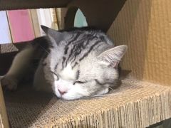 -小时光咖啡馆(开森度假森林店)